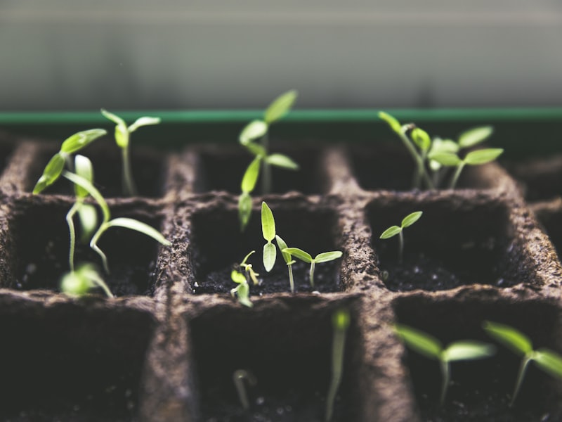 Young seedlings sprouting from soil