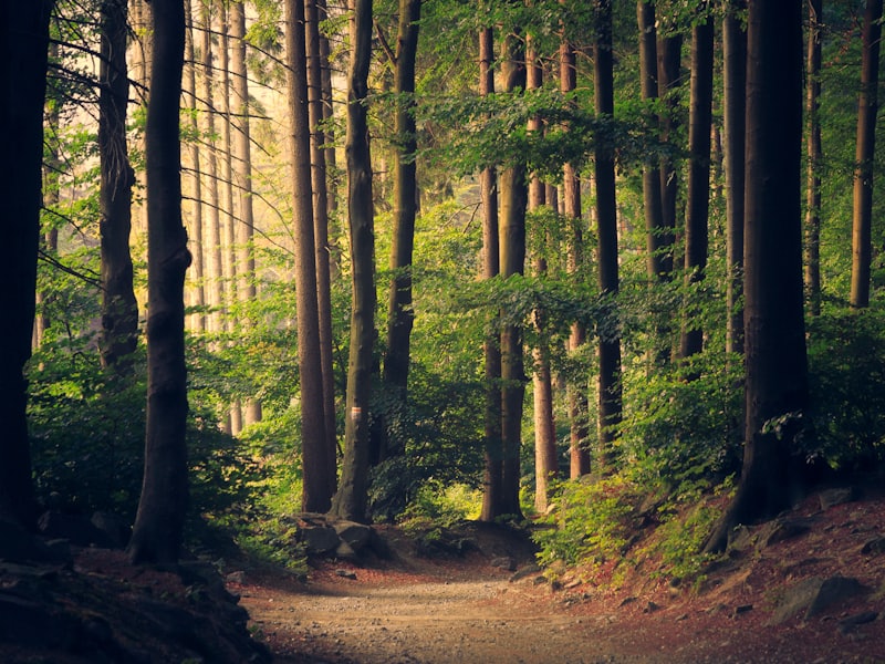 A sunlit path winding through a forest